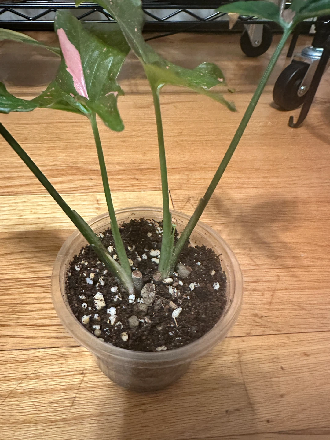 Syngonium Pink Splash - photo 5