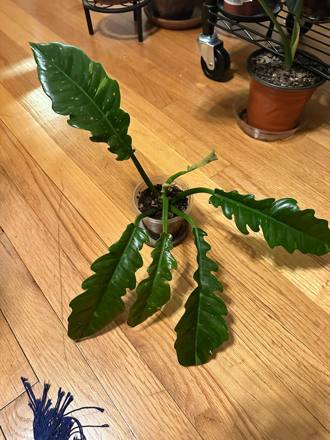 Philodendron Ring of Fire