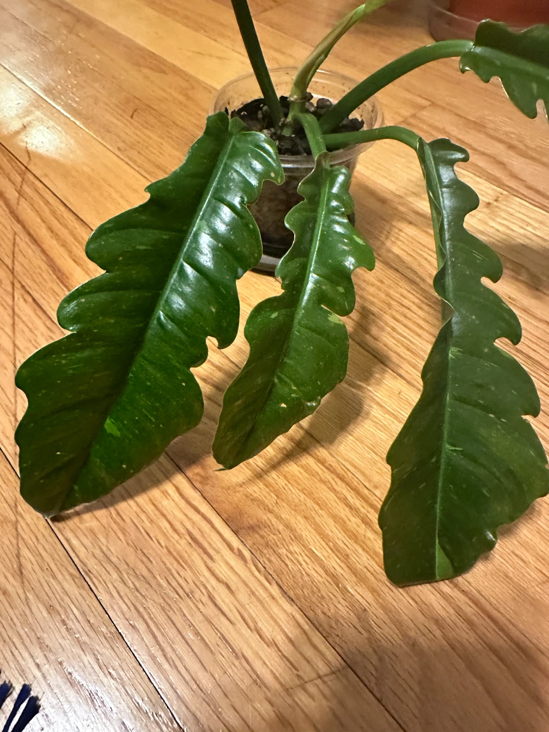 Philodendron Ring of Fire - photo 2