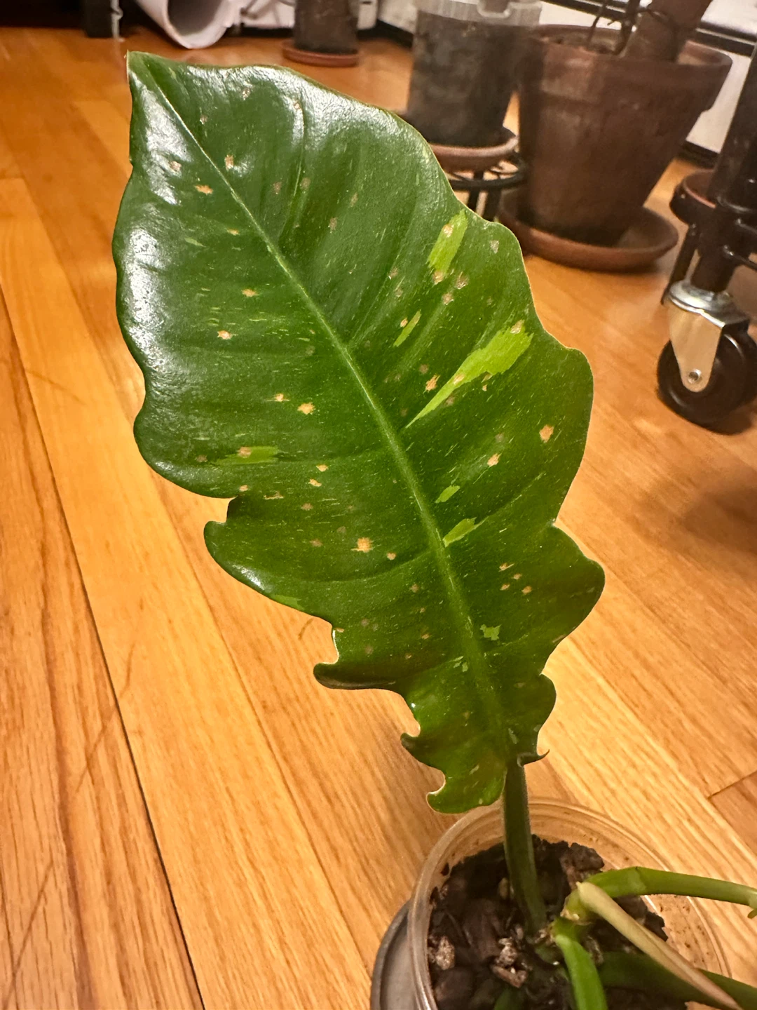 Philodendron Ring of Fire - photo 3