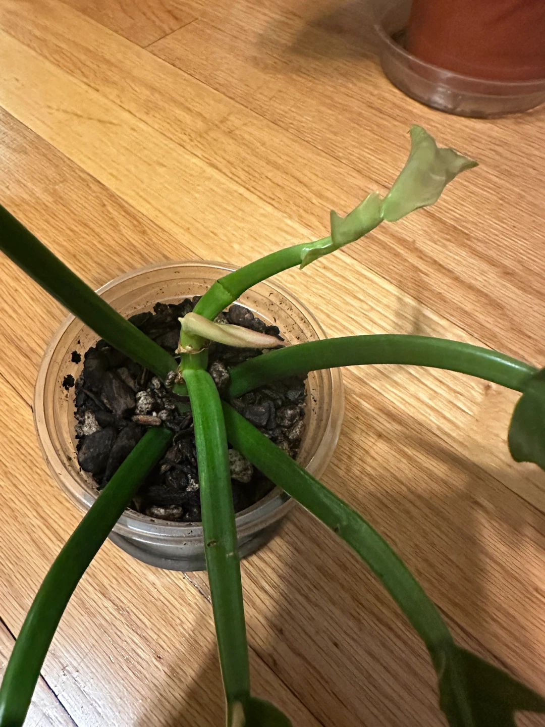 Philodendron Ring of Fire - photo 4