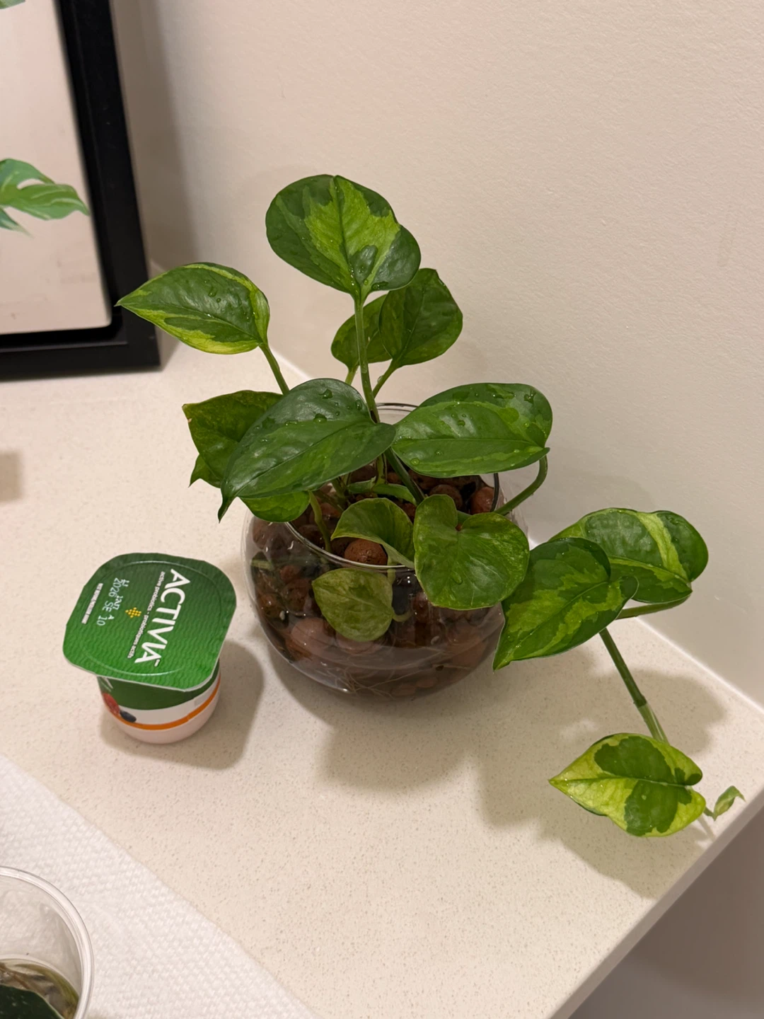 Lemon Meringue Pothos Variegated Houseplant 🌿