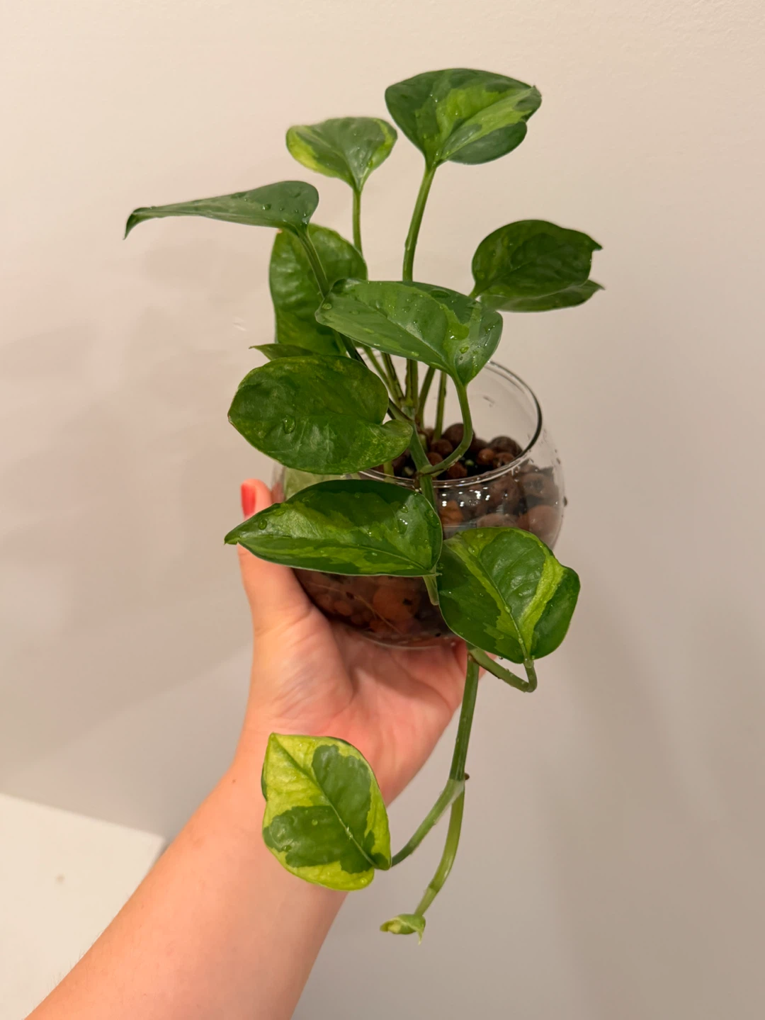 Lemon Meringue Pothos Variegated Houseplant 🌿 - photo 2