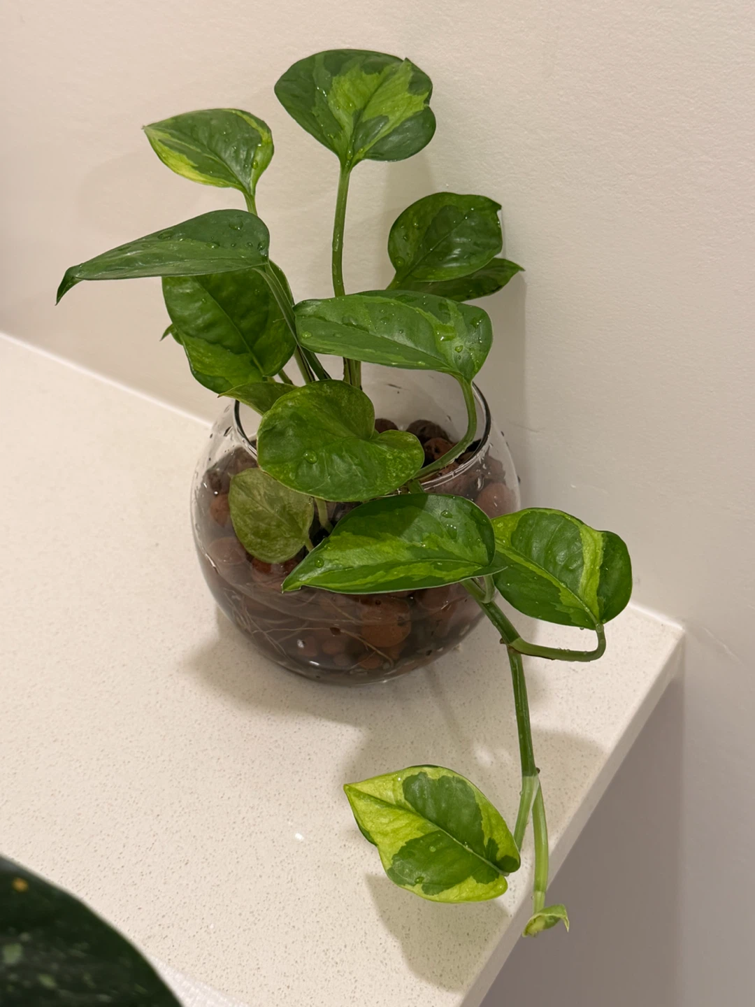 Lemon Meringue Pothos Variegated Houseplant 🌿 - photo 3