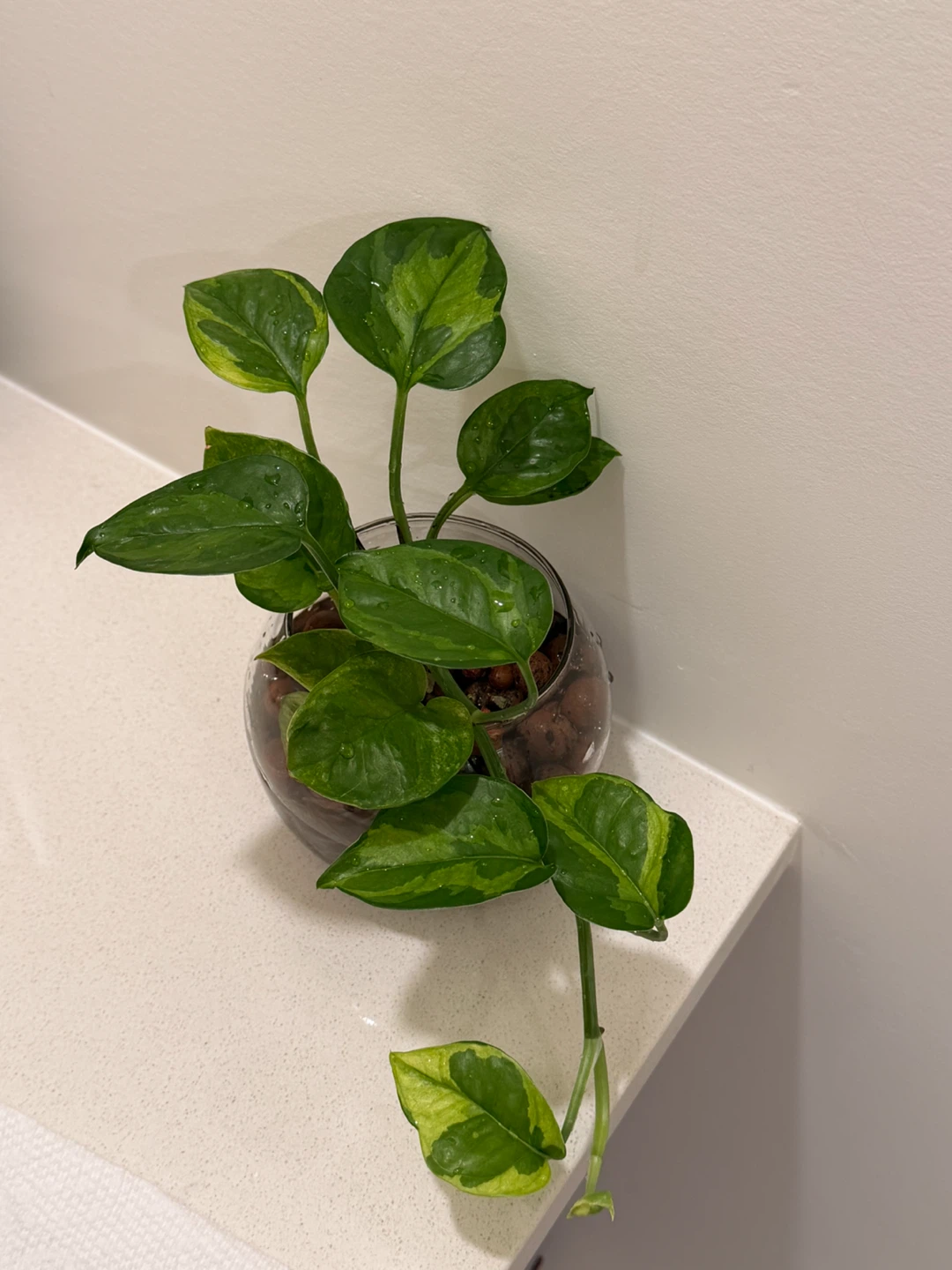 Lemon Meringue Pothos Variegated Houseplant 🌿 - photo 4