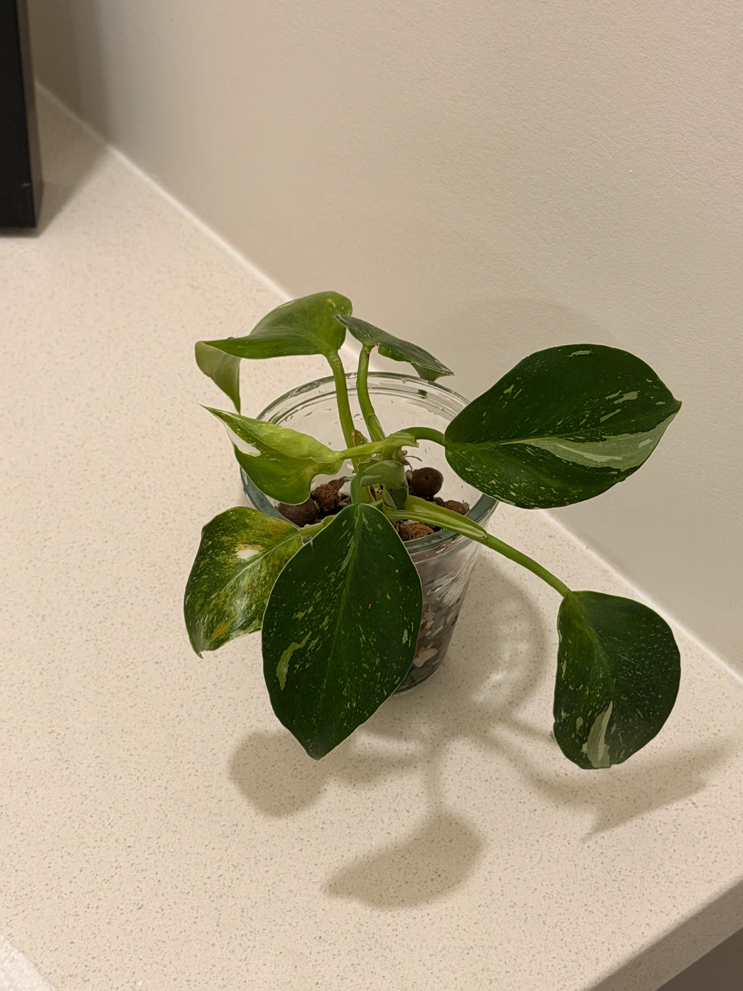 Philodendron White Wizard 🌿 Variegated