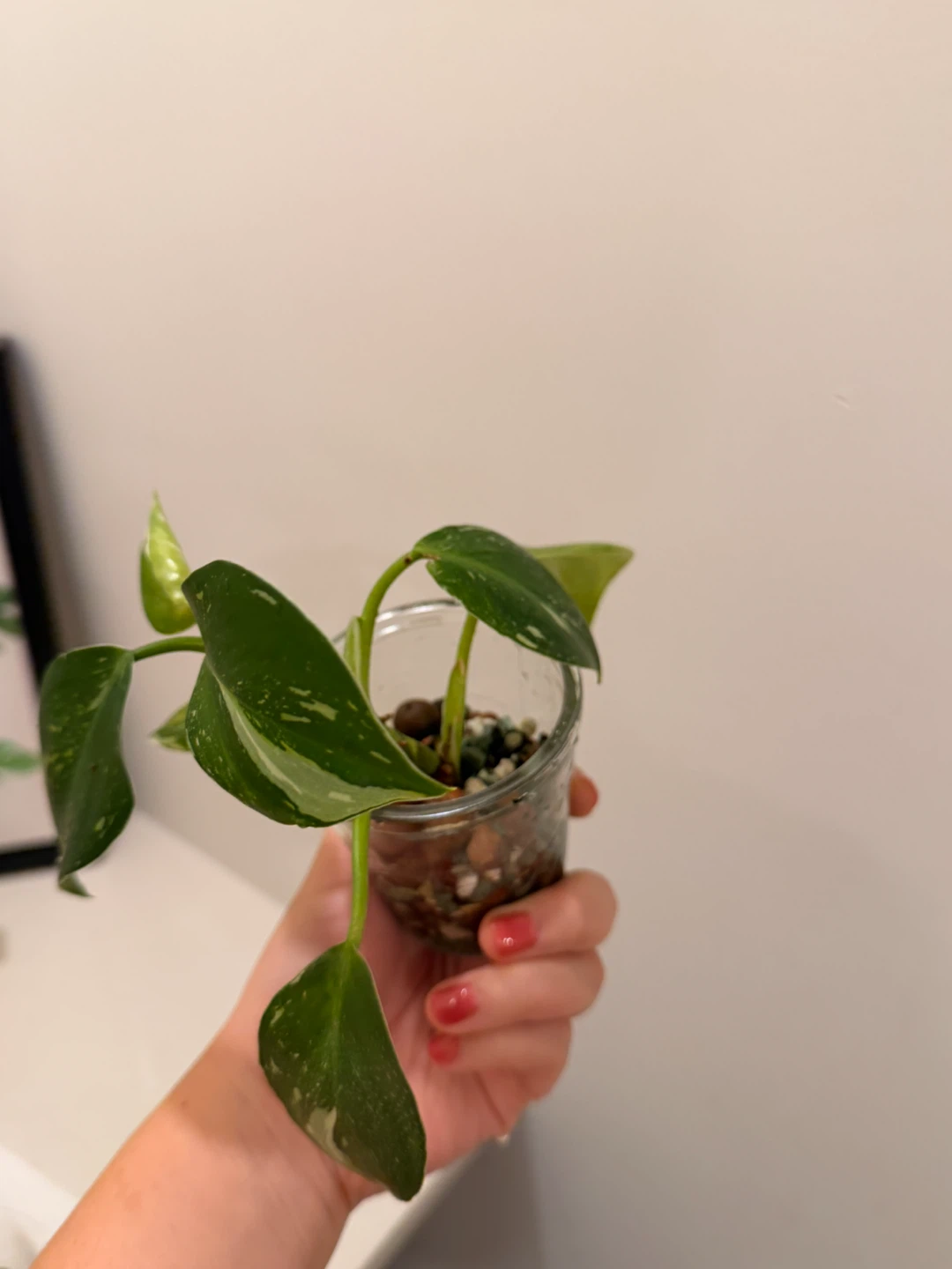 Philodendron White Wizard 🌿 Variegated - photo 2