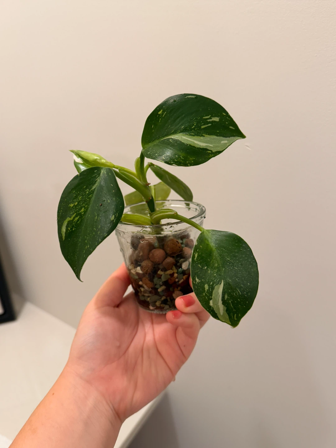 Philodendron White Wizard 🌿 Variegated - photo 3