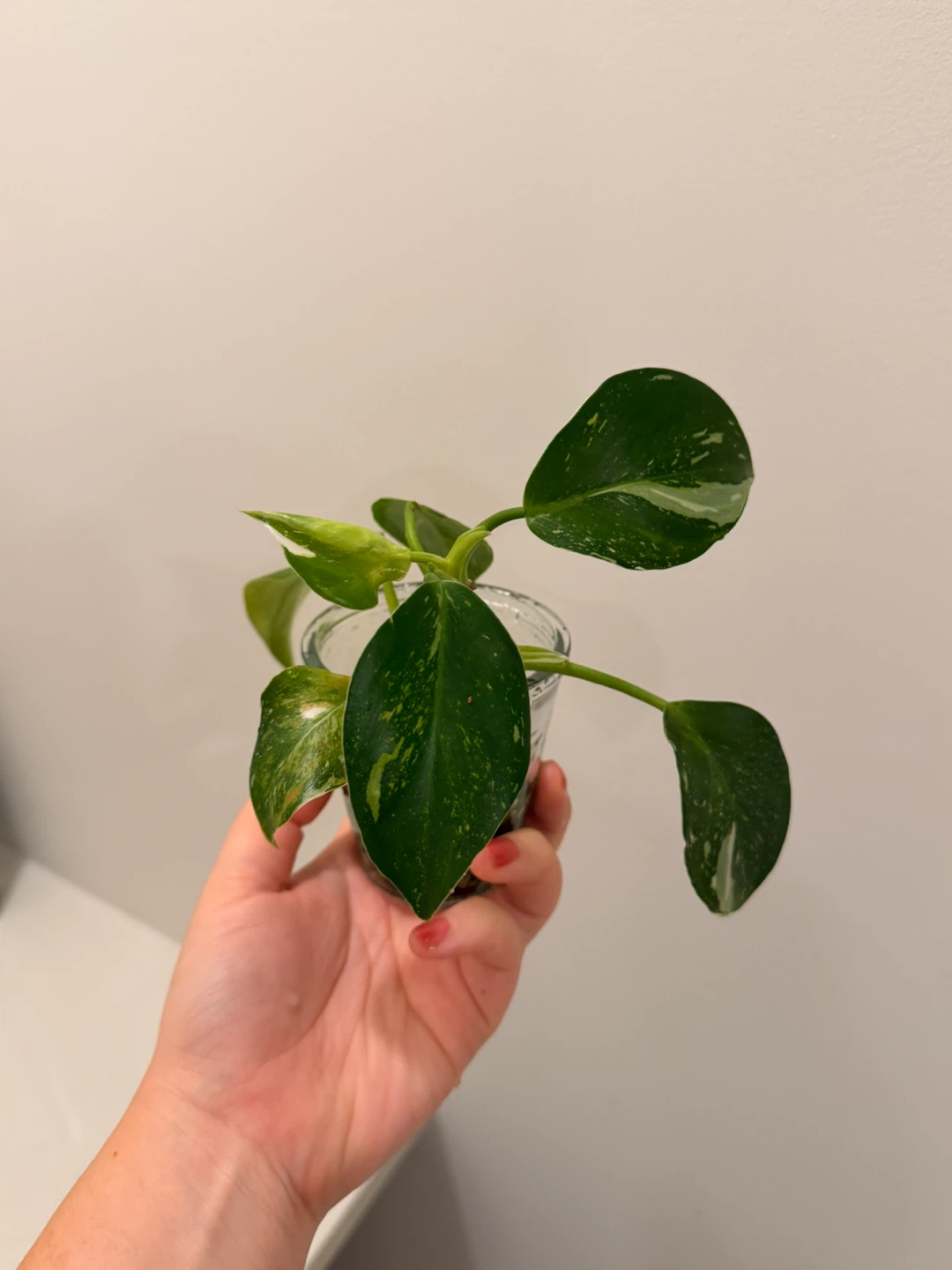 Philodendron White Wizard 🌿 Variegated - photo 4
