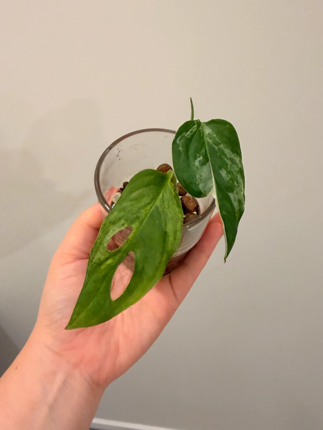 Philodendron White Wizard Variegated Houseplant 🌿