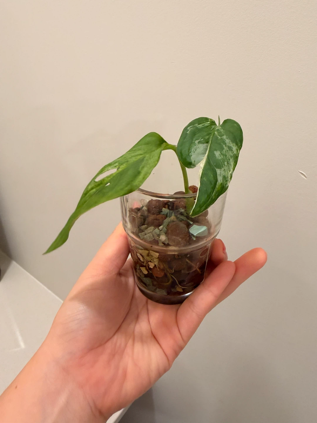 Philodendron White Wizard Variegated Houseplant 🌿 - photo 2