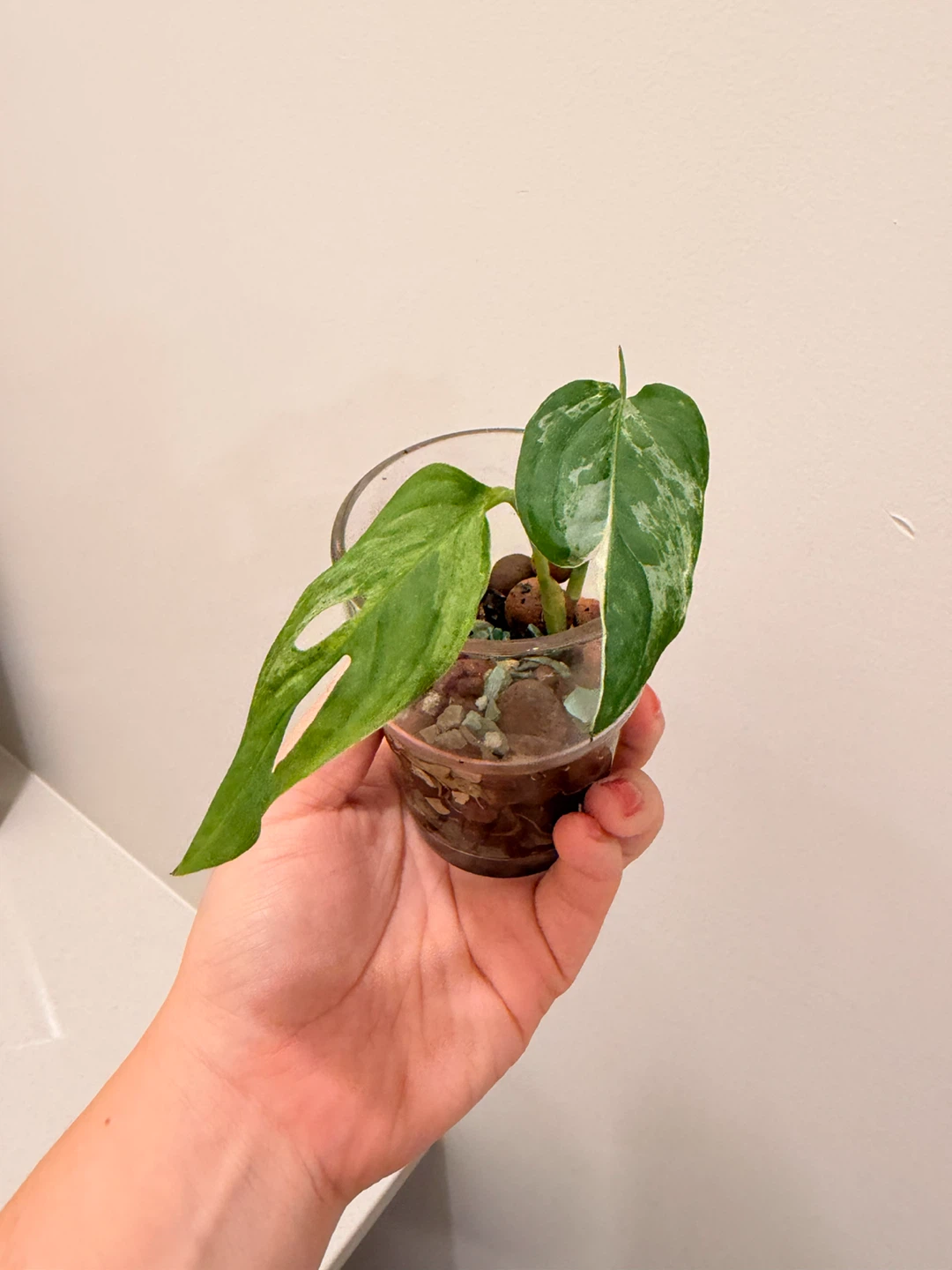 Philodendron White Wizard Variegated Houseplant 🌿 - photo 3