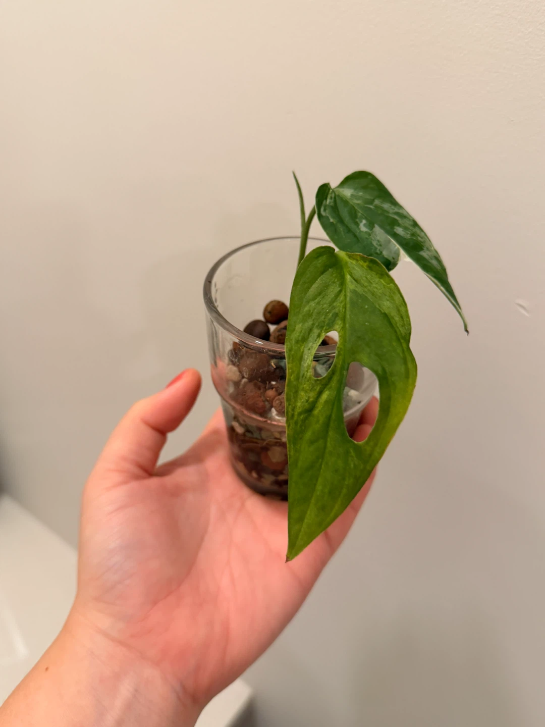 Philodendron White Wizard Variegated Houseplant 🌿 - photo 4
