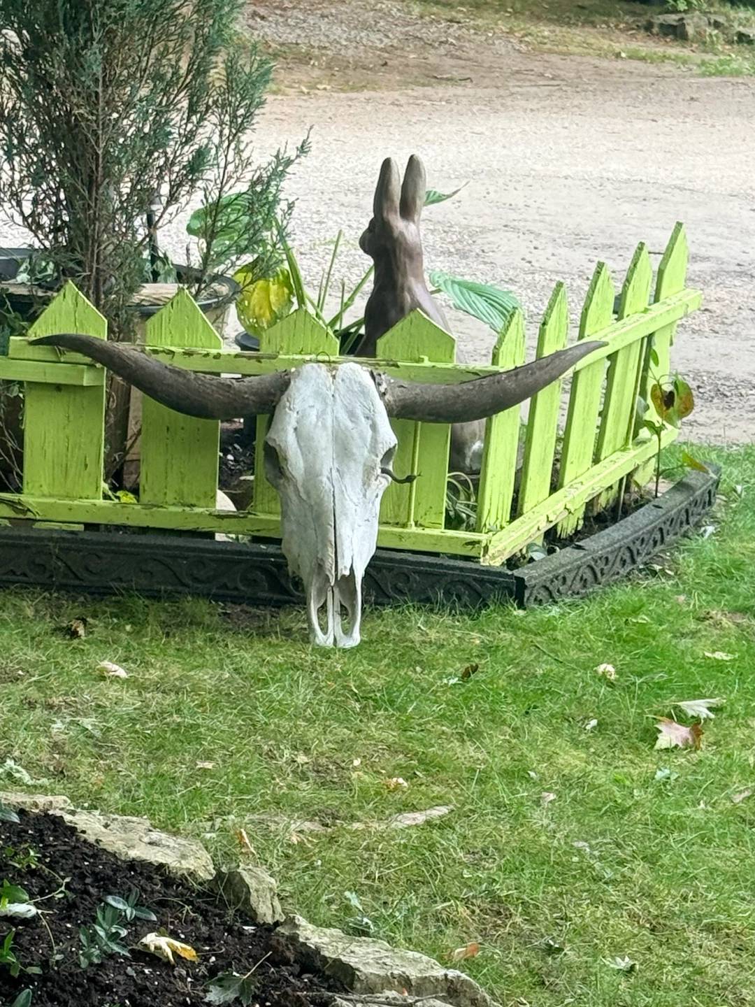 Texas Longhorn steer or cattle skull