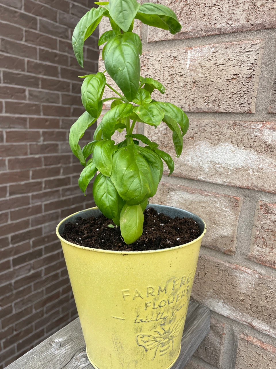 Fresh Basil Plant in Yellow Metal Pot