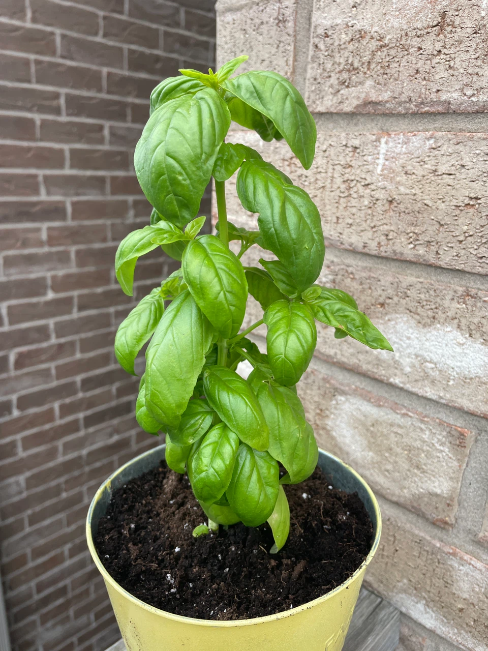 Fresh Basil Plant in Yellow Metal Pot - photo 2