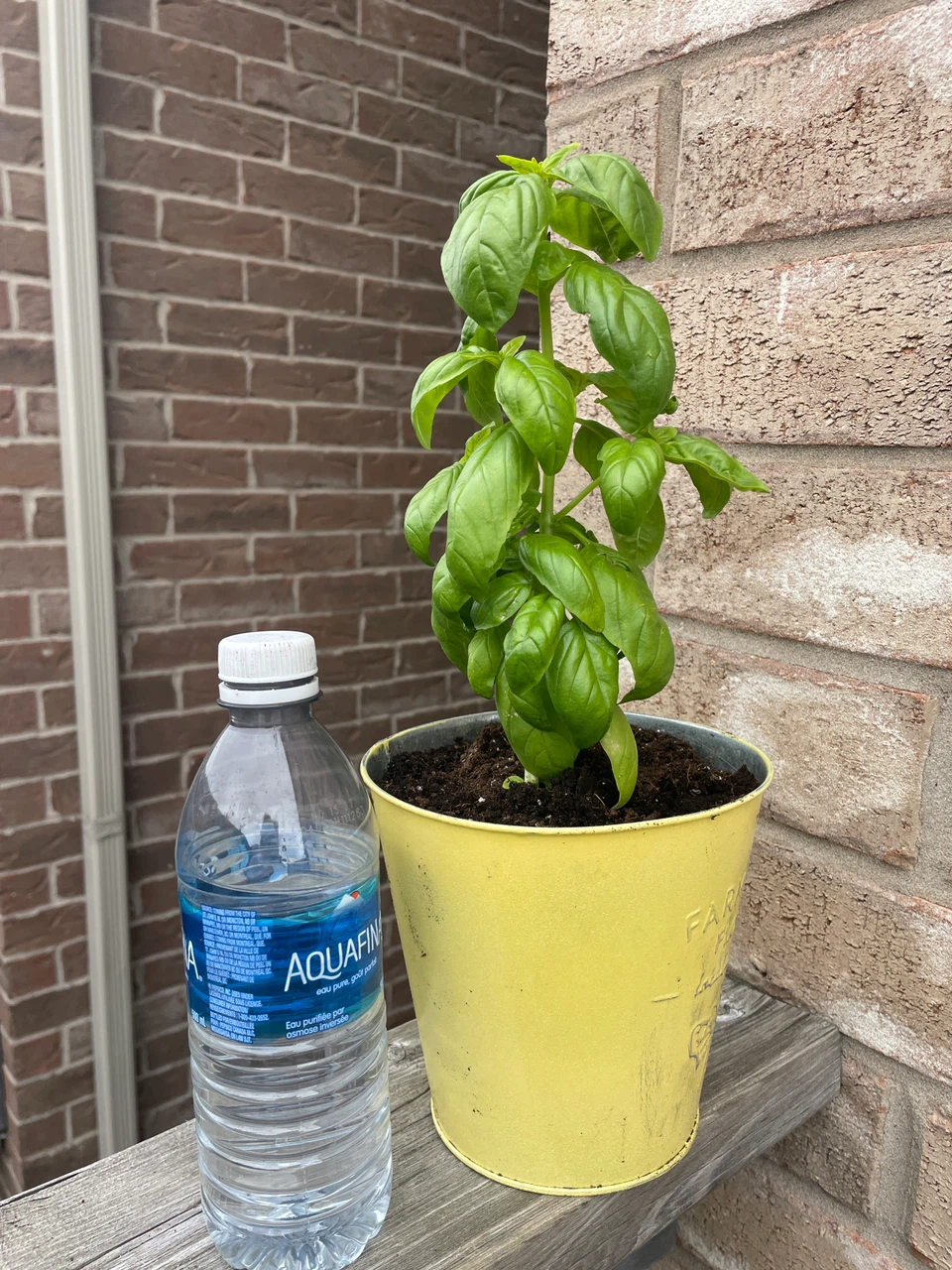 Fresh Basil Plant in Yellow Metal Pot - photo 3