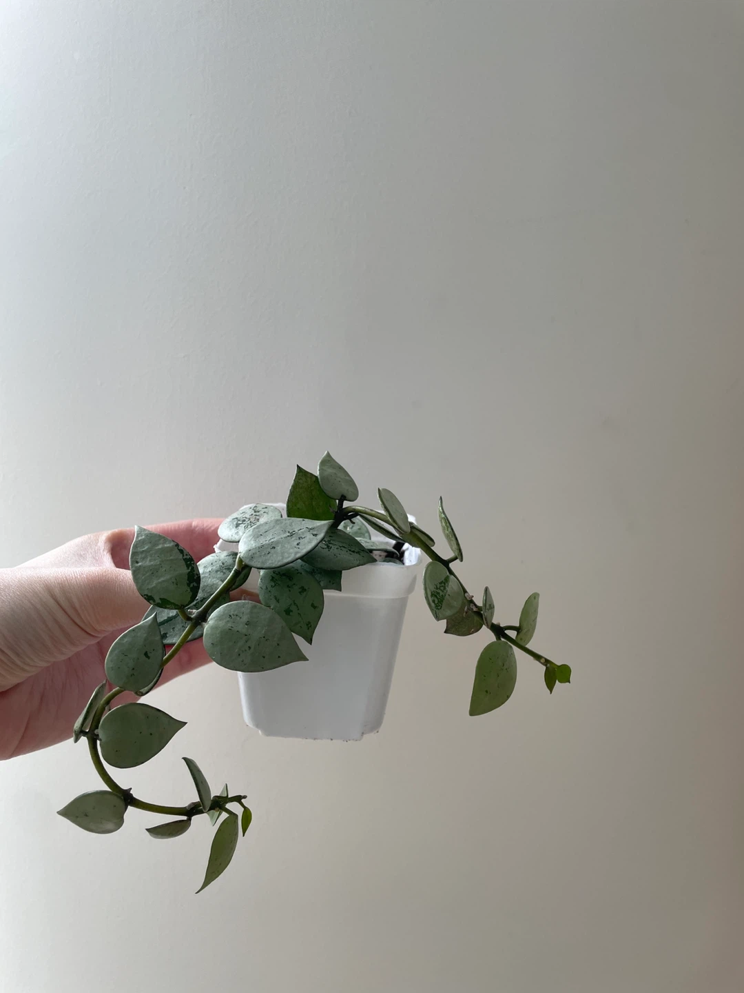 Hoya Krohniana Super Silver houseplant