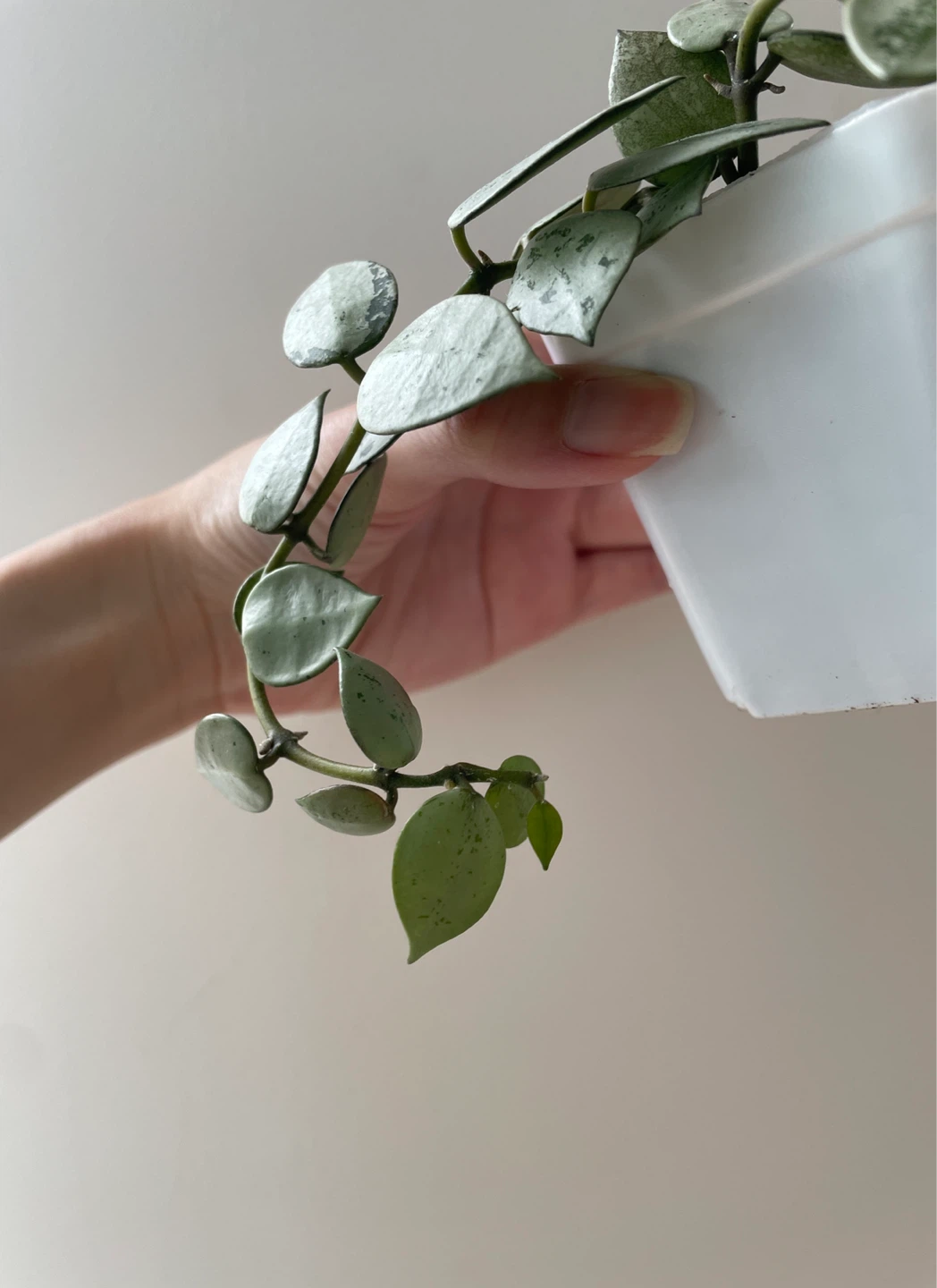 Hoya Krohniana Super Silver houseplant - photo 2