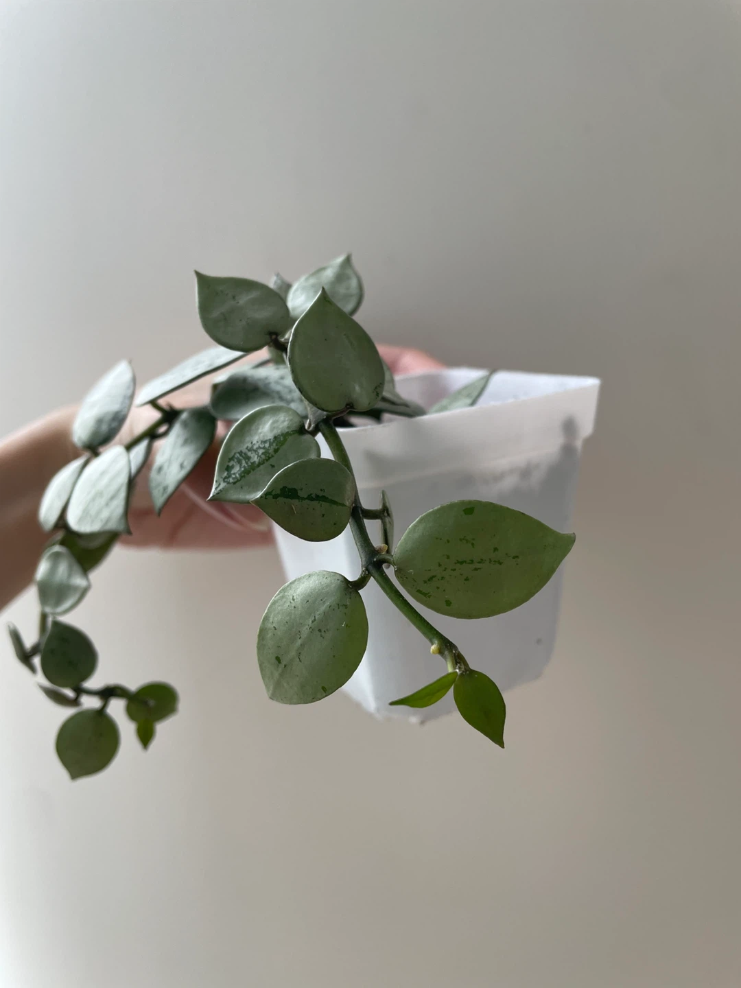 Hoya Krohniana Super Silver houseplant - photo 3