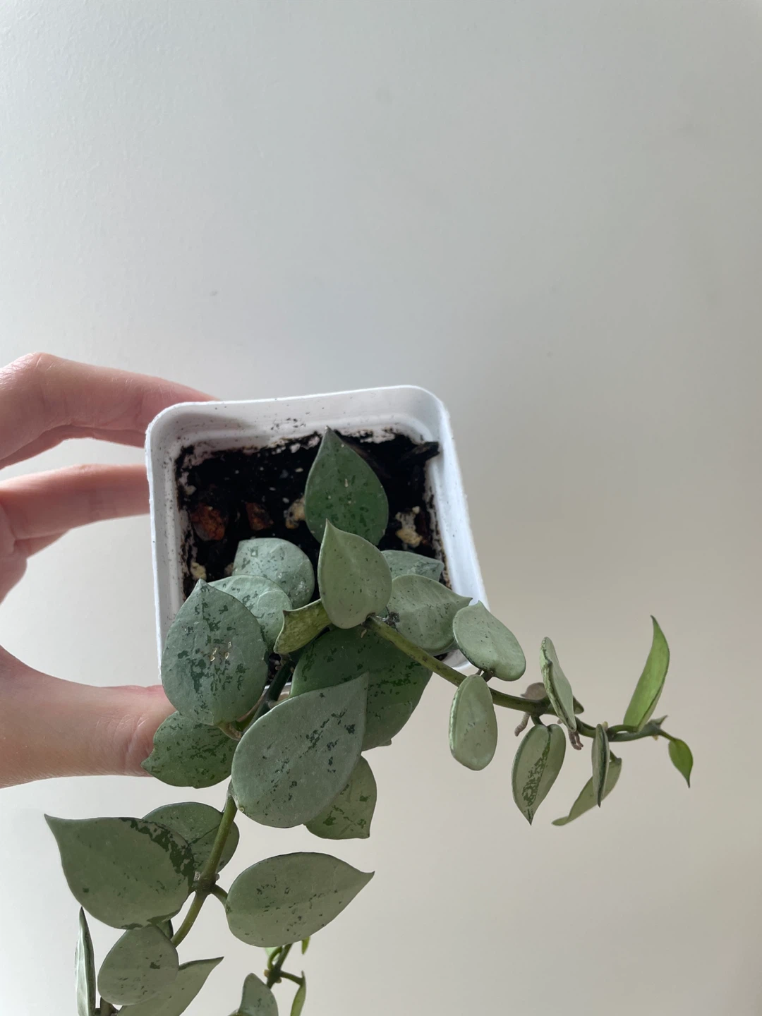 Hoya Krohniana Super Silver houseplant - photo 4