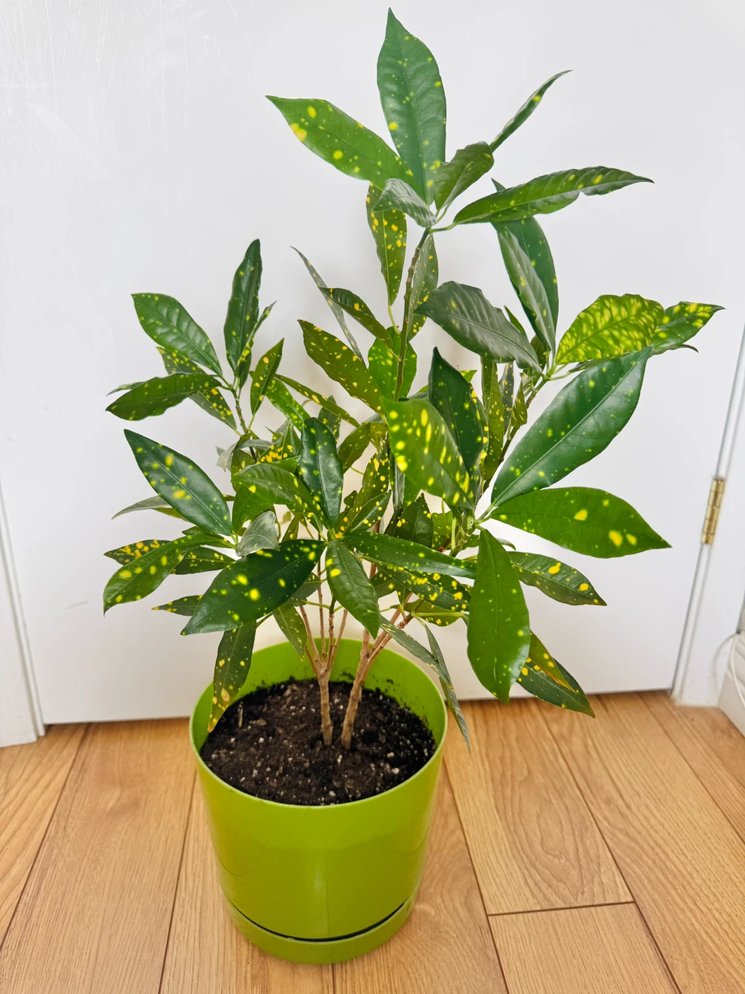 Croton Gold Dust Indoor Houseplant