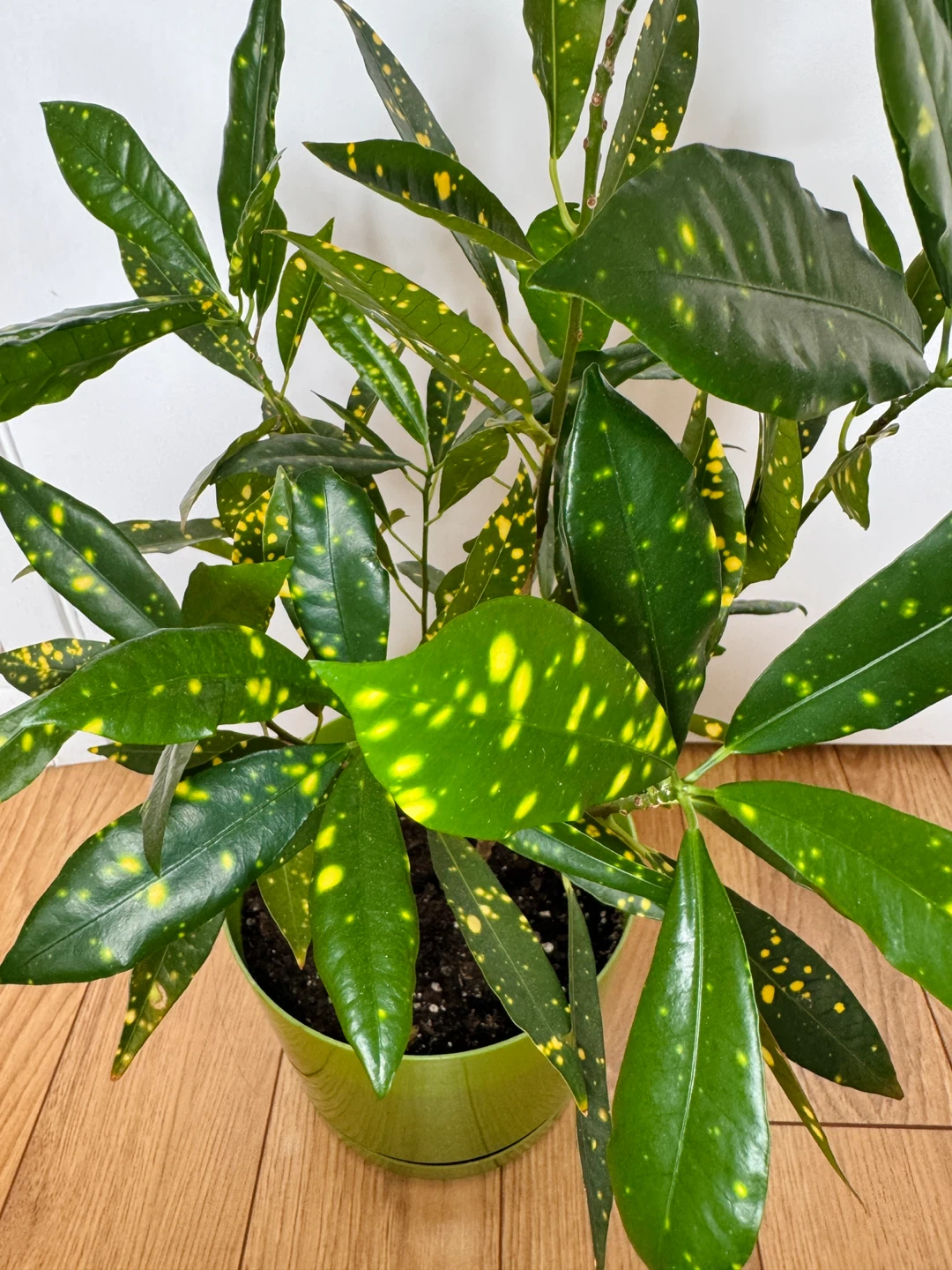 Croton Gold Dust Indoor Houseplant - photo 2
