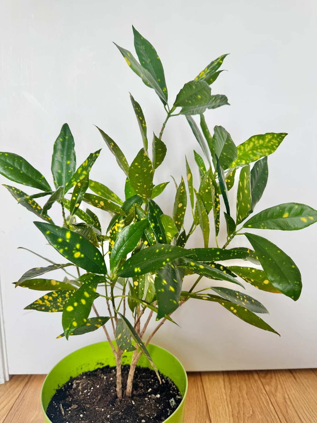 Croton Gold Dust Indoor Houseplant - photo 3