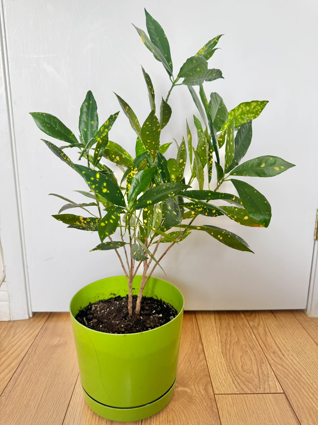 Croton Gold Dust Indoor Houseplant - photo 4