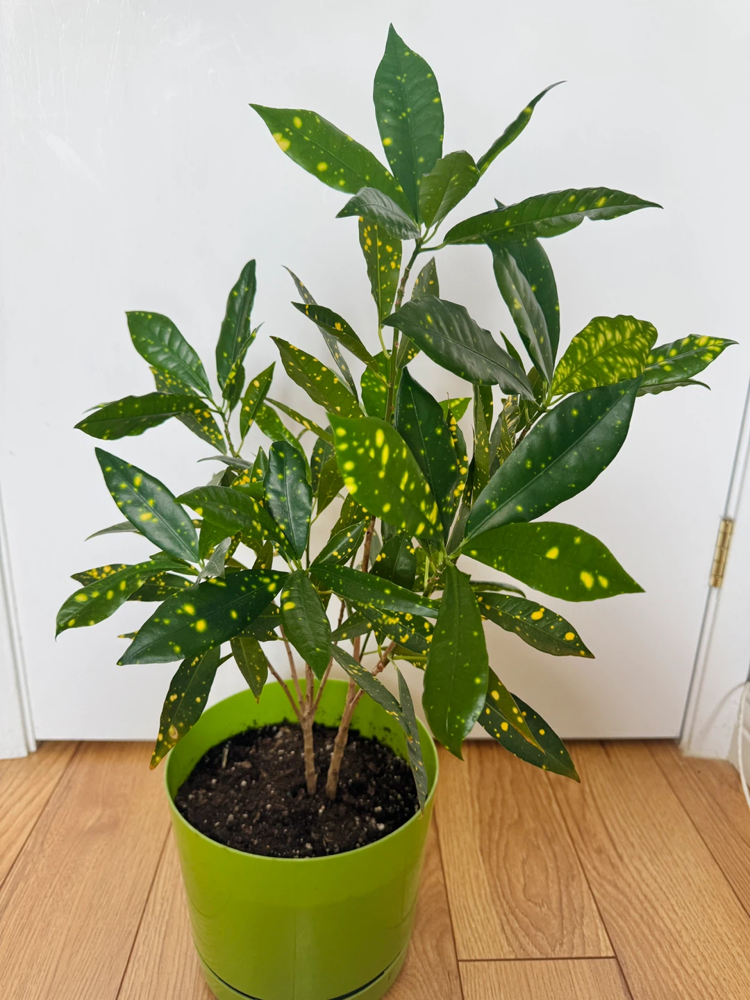 Croton Gold Dust Indoor Houseplant - photo 5
