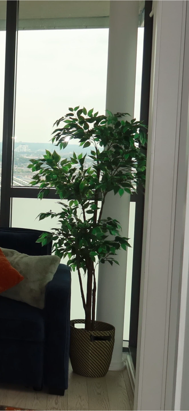 Artificial Ficus Tree in Basket