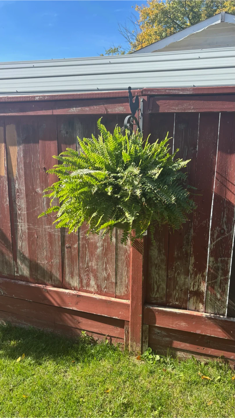 Boston Fern Hanging Plant