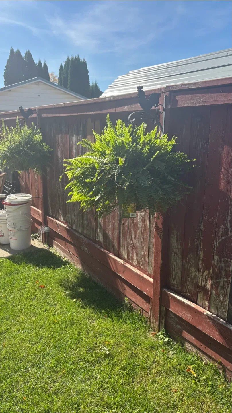 Boston Fern Hanging Plant - photo 2