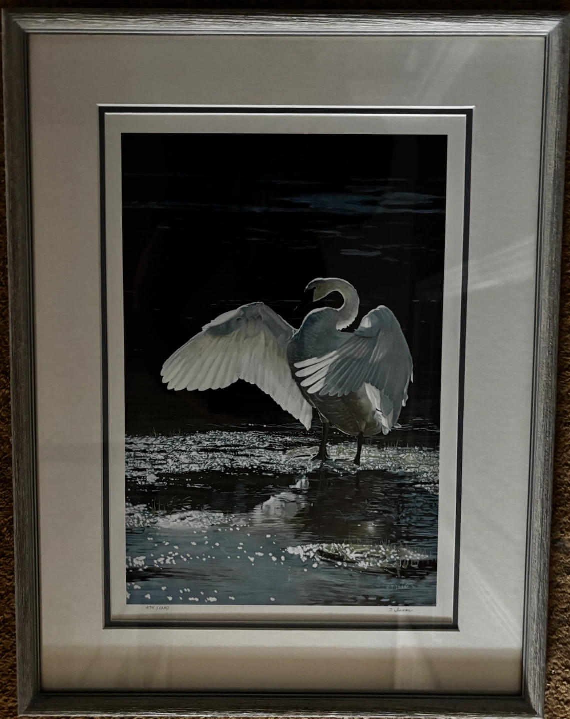 Into the Light – Trumpeter Swan" by Terry Isaac