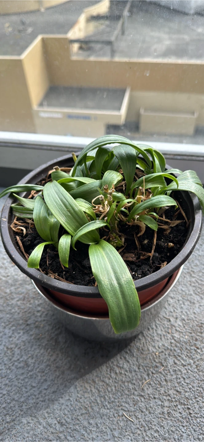 Orange Lily Plant roots in a pot