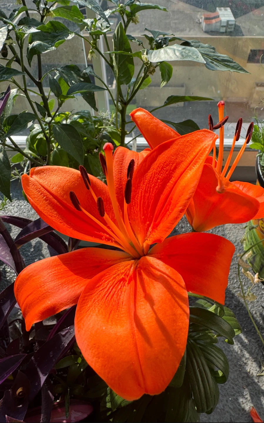 Orange Lily Plant roots in a pot - photo 2
