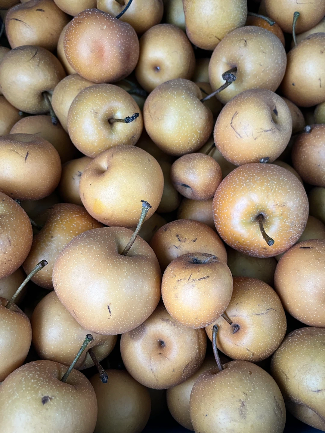 Locally grown Asian Pears - photo 2