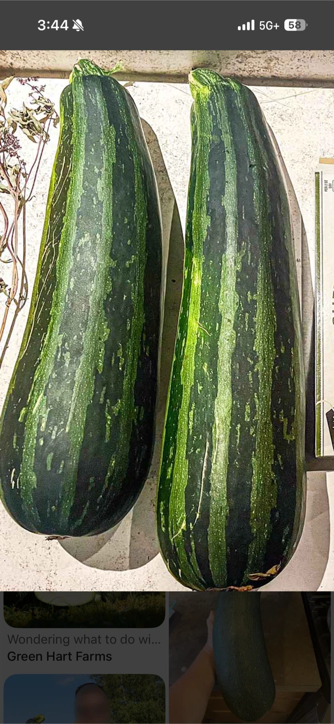 Zucchini