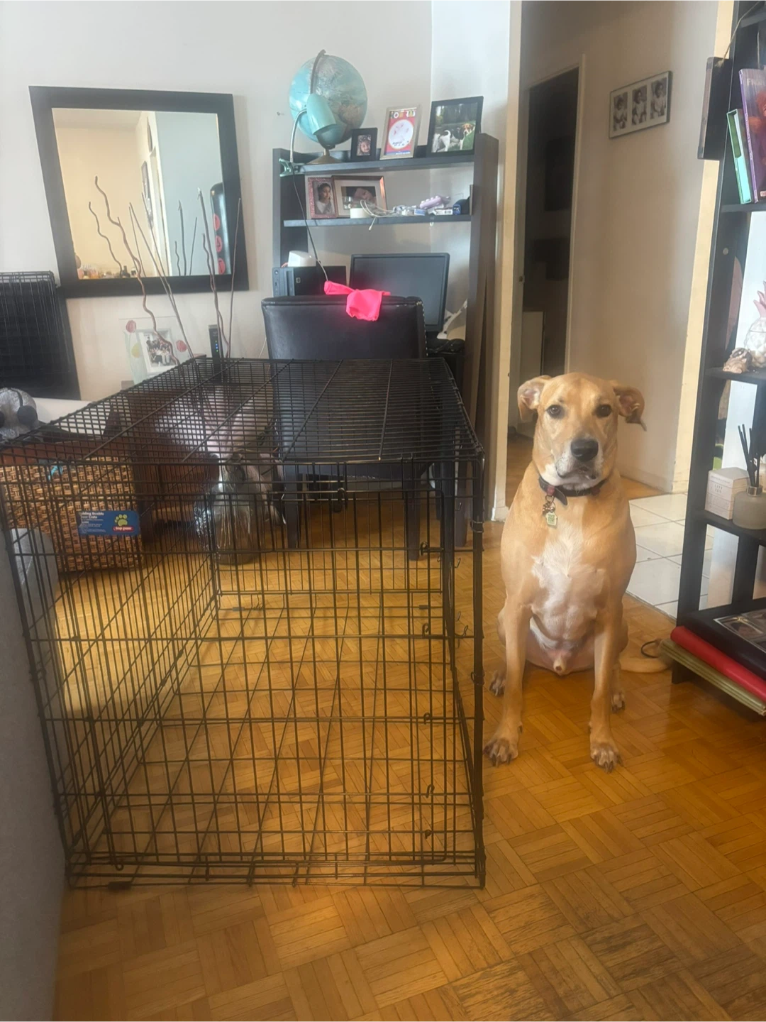 Top Paw Wire Dog Crate