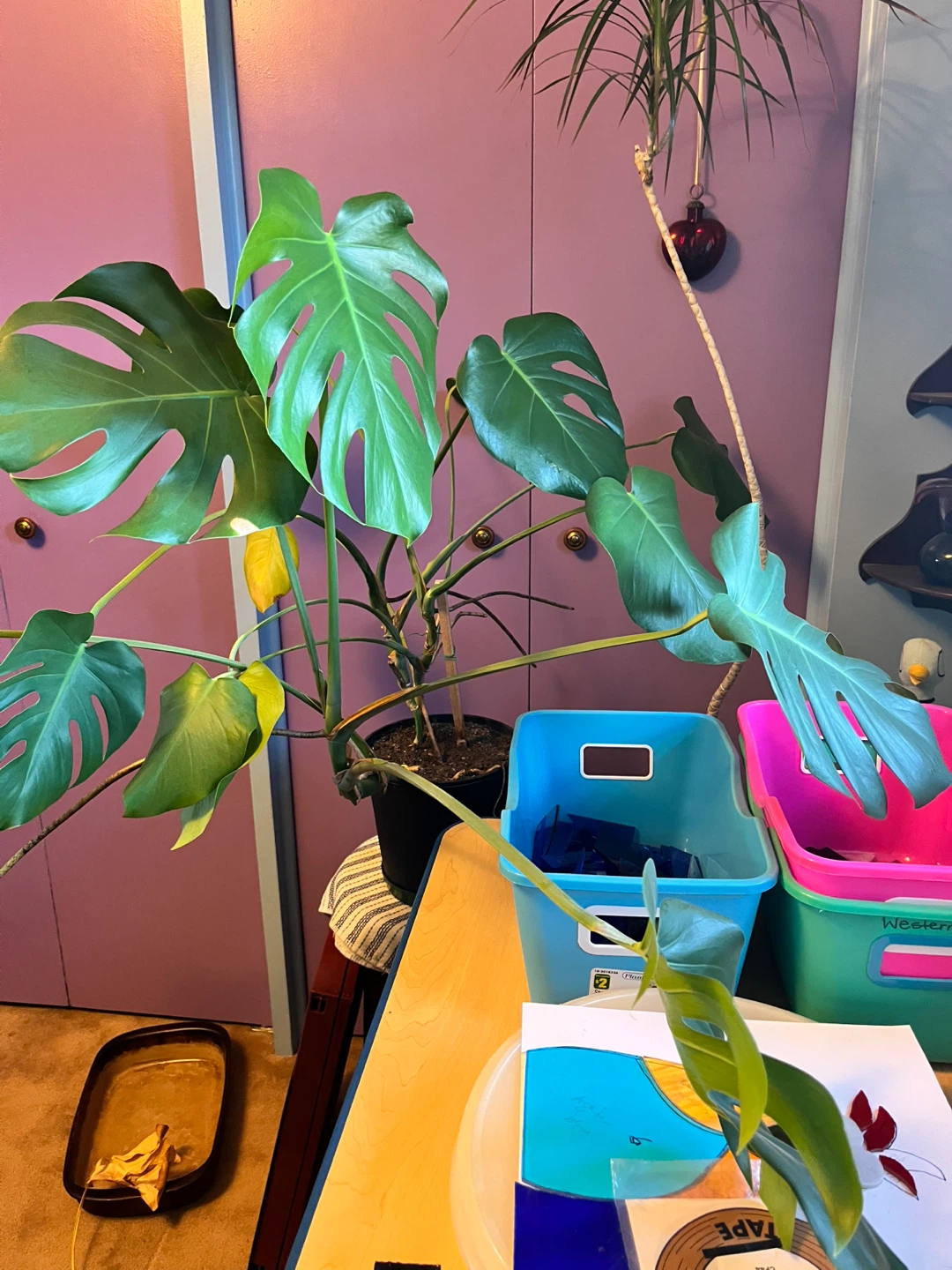 Monstera Deliciosa Plant
