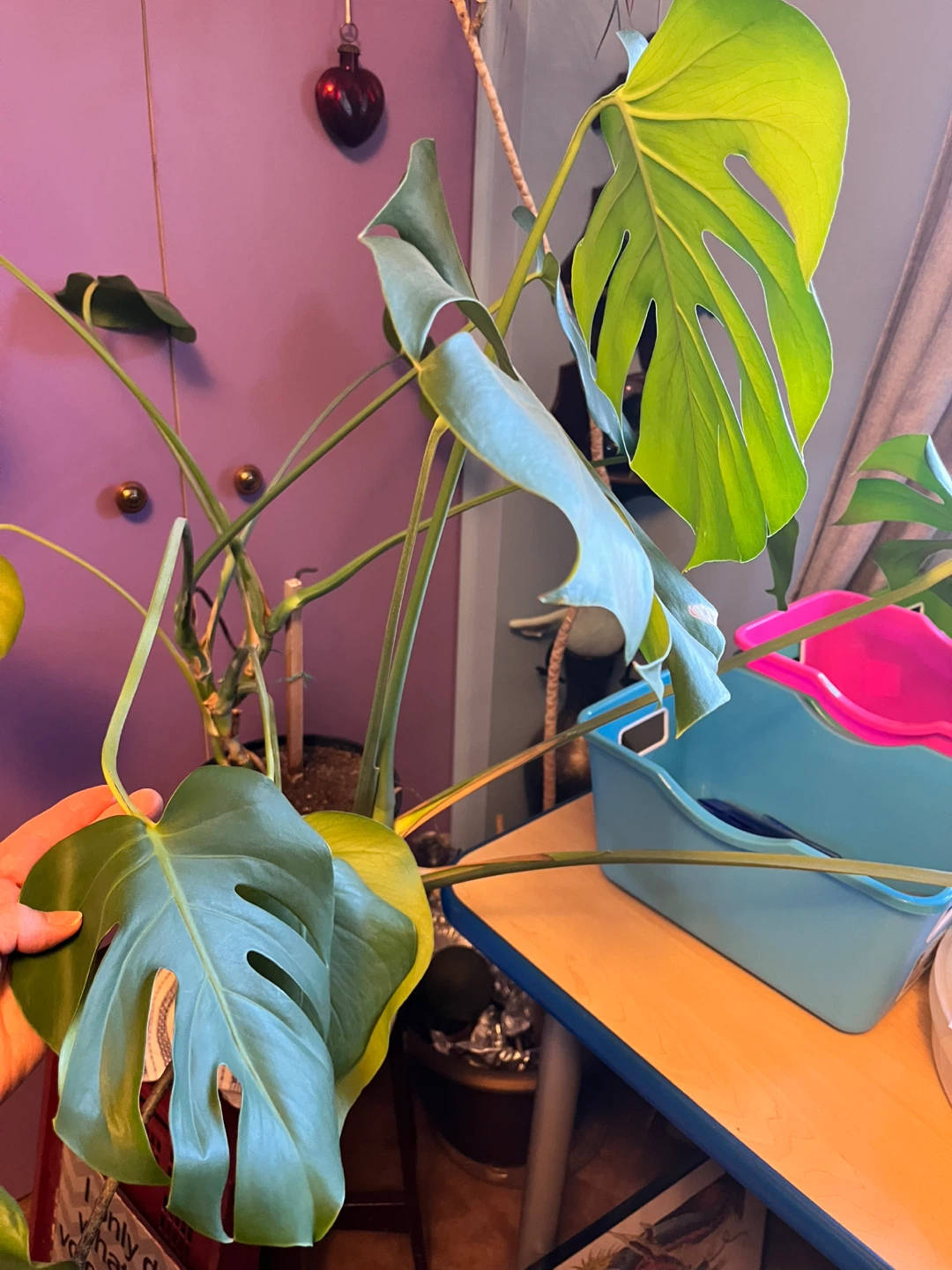 Monstera Deliciosa Plant - photo 2