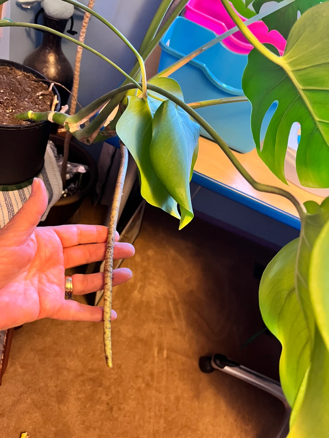 Monstera Deliciosa Plant - photo 3