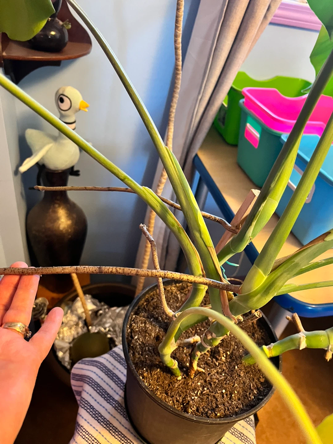 Monstera Deliciosa Plant - photo 4
