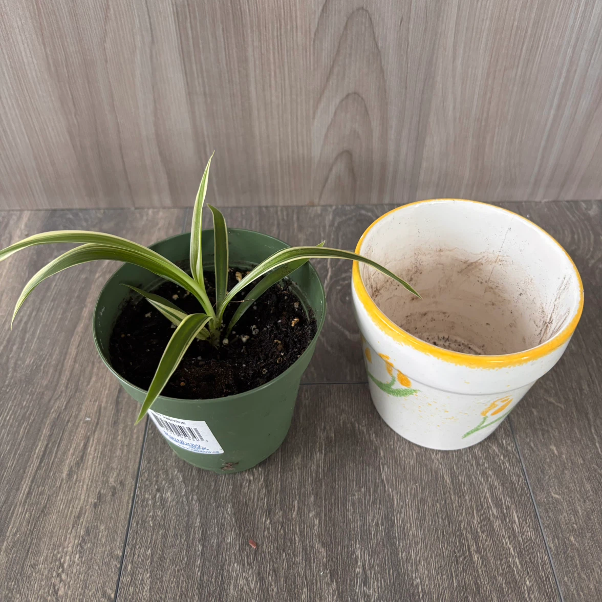 Variegated Spider Plant in Decorative Pot - photo 3
