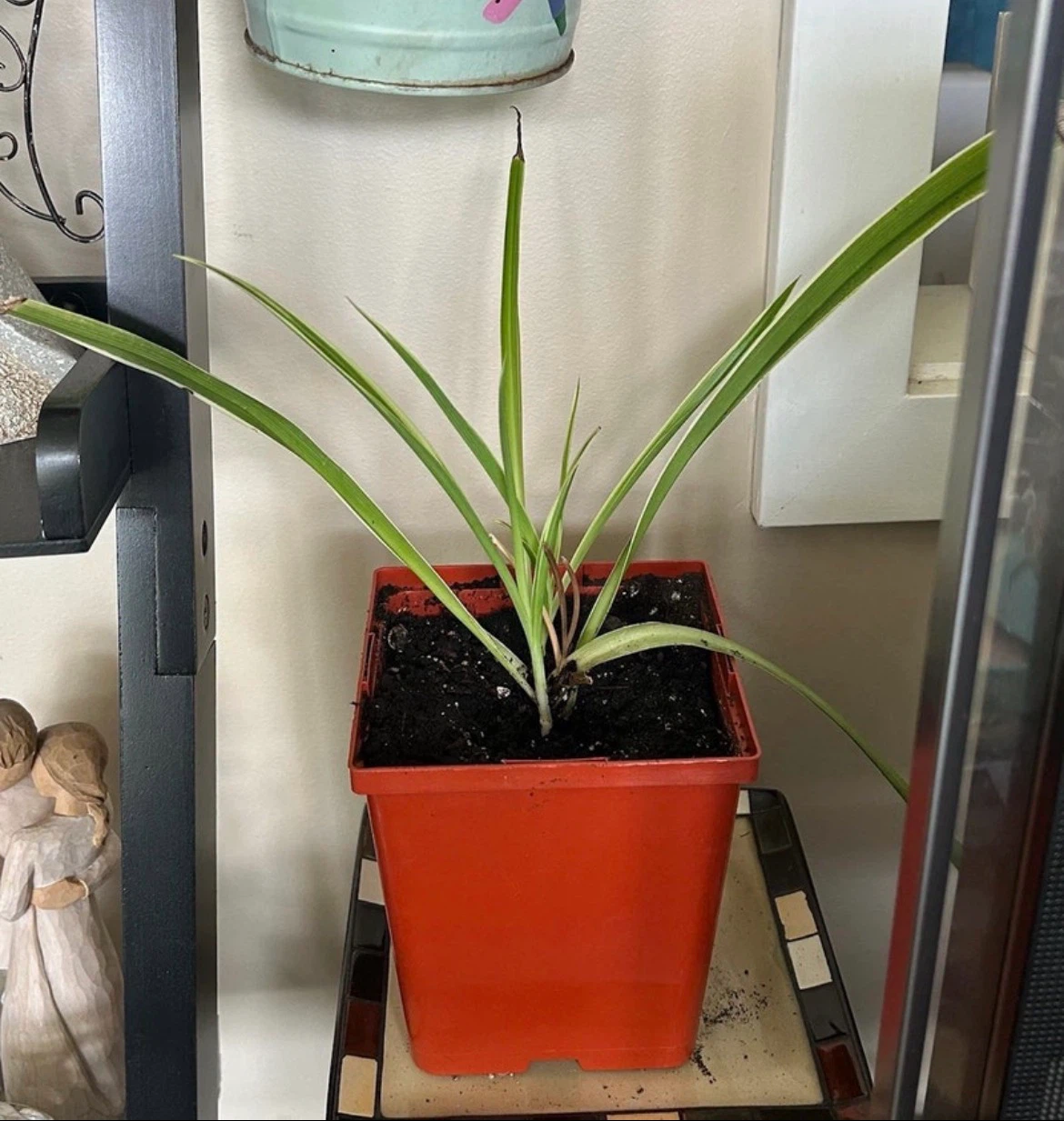 Variegated Spider Plant