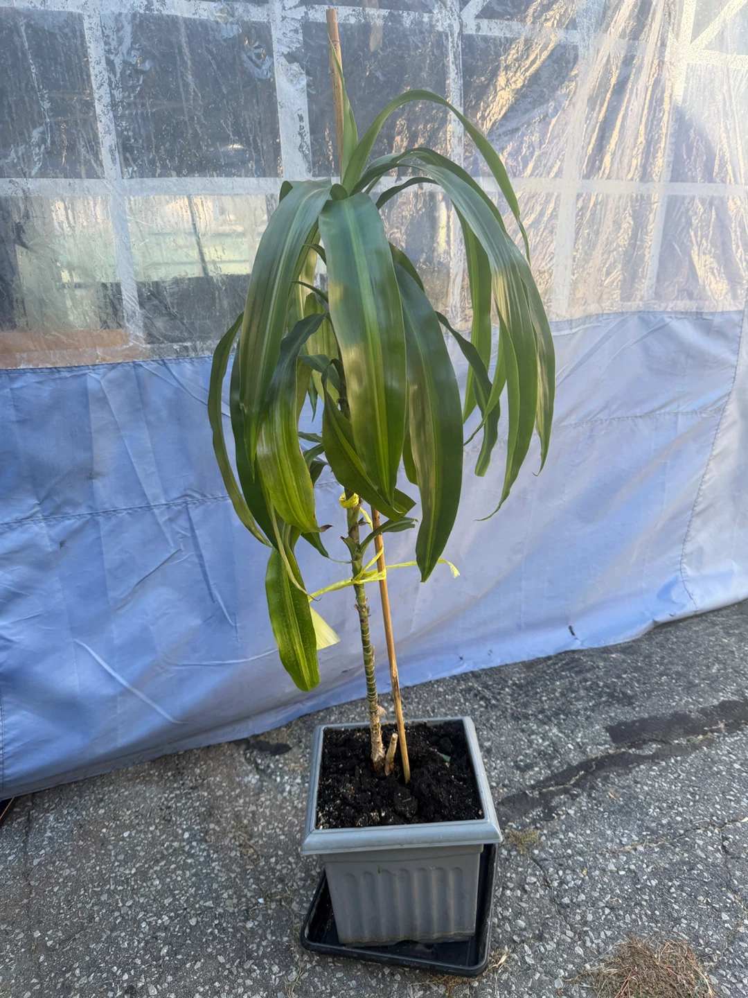 Dracaena plant with grey pot