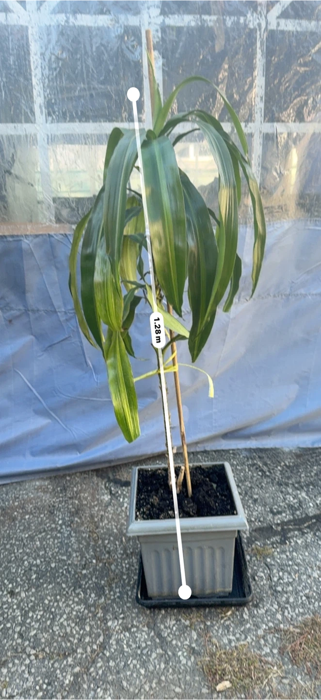Dracaena plant with grey pot - photo 2