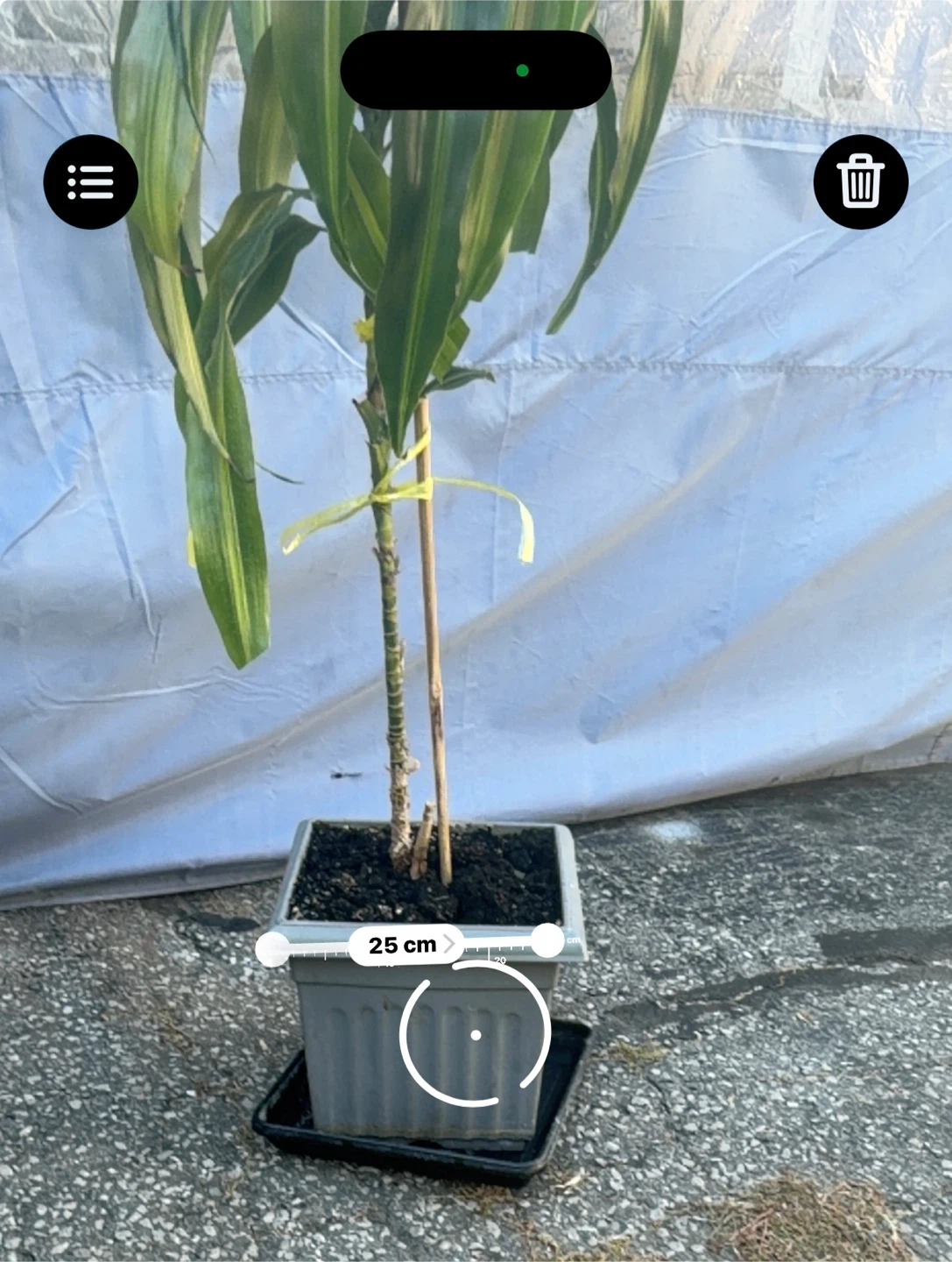Dracaena plant with grey pot - photo 3