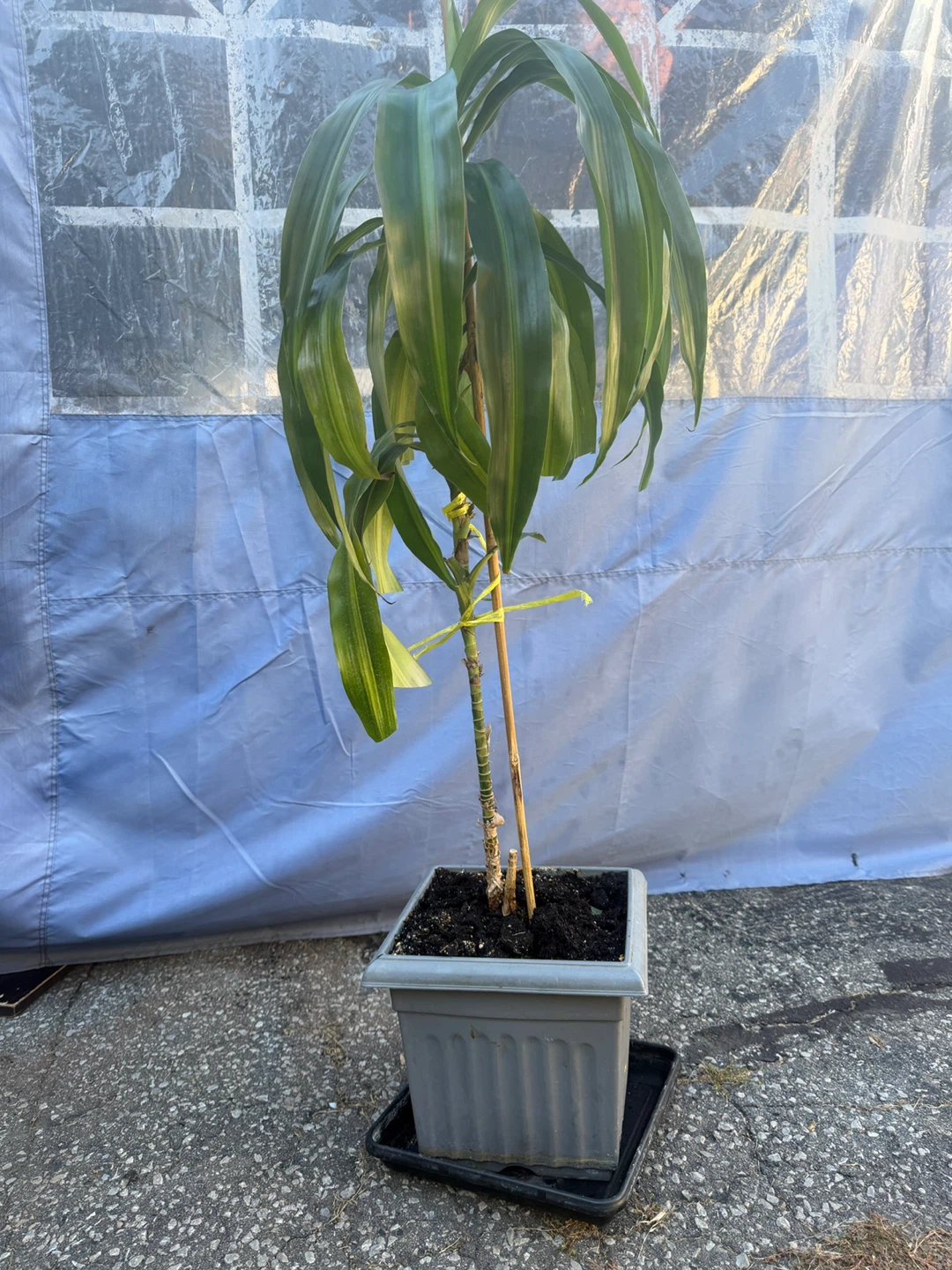Dracaena plant with grey pot - photo 4