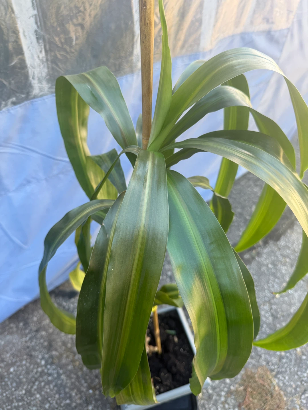 Dracaena plant with grey pot - photo 5